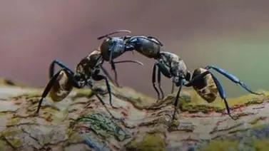 ¿Sabías que las hormigas también se comunican mediante los besos? ¿Sabías que las hormigas también se comunican mediante los besos?