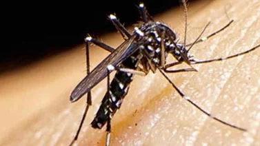 El Zika comienza a hacer de las suyas en Texas