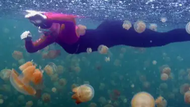 Oleada de medusas ahuyentó a más de 60 nadadores durante un maratón acuático Oleada de medusas ahuyentó a más de 60 nadadores durante un maratón acuático