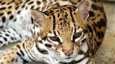 Imputarán a 2 hombres por comercializar un cunaguaro en Caracas Imputarán a 2 hombres por comercializar un cunaguaro en Caracas