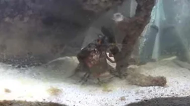 Ve aquí lo que hace el camarón mantis con el vidrio de los acuarios (+Video)