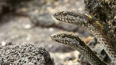 La mejor persecución de la historia: Serpientes Vs Iguana (+Video)