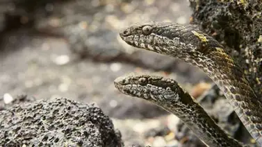 La mejor persecución de la historia: Serpientes Vs Iguana (+Video) La mejor persecución de la historia: Serpientes Vs Iguana (+Video)