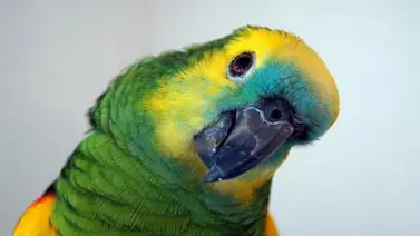 Mujer descubre infidelidad de su esposo gracias a un loro Mujer descubre infidelidad de su esposo gracias a un loro