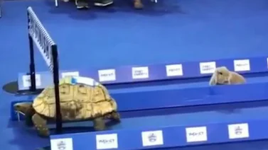De la fábula a la realidad, carrera entre el conejo y la tortuga (+Video)