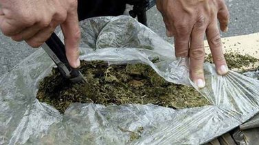 PNB incautó en Lara 267 panelas de marihuana
