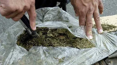 PNB incautó en Lara 267 panelas de marihuana