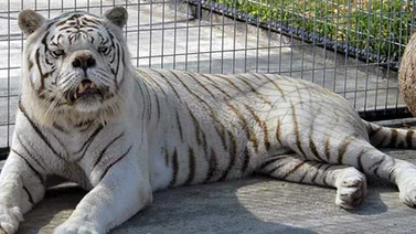 Kenny, el tigre blanco con Síndrome de Down (+ Fotos y Video)