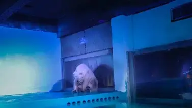 Descubre por qué este es el oso más triste del mundo (+Fotos) Descubre por qué este es el oso más triste del mundo (+Fotos)