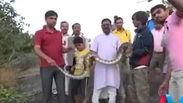 Una anaconda mordió a un hombre porque intento hacerle un selfie (+ Video)
