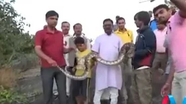 Una anaconda mordió a un hombre porque intento hacerle un selfie (+ Video)