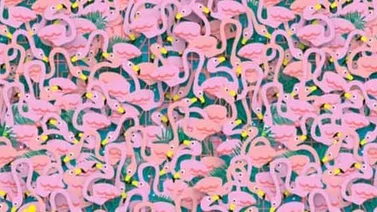 Acertijo visual: ¿Cuánto tiempo tardas en encontrar a la bailarina de ballet? (+ Foto)