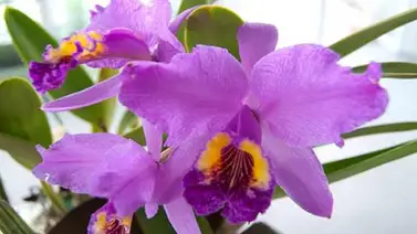 Ivic adelanta proyecto para evitar desaparición de la orquídea Ivic adelanta proyecto para evitar desaparición de la orquídea