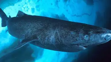 Descubre por qué el tiburón gris de Groenlandia podría llegar a vivir más de 400 años (+Fotos) Descubre por qué el tiburón gris de Groenlandia podría llegar a vivir más de 400 años (+Fotos)