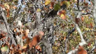 Encuentra al búho en la imagen Encuentra al búho en la imagen