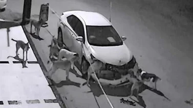 La extraña reacción de unos perros callejeros que destrozaron un vehículo (+Video)