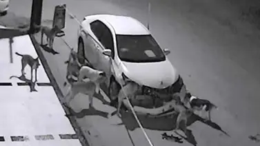 La extraña reacción de unos perros callejeros que destrozaron un vehículo (+Video) La extraña reacción de unos perros callejeros que destrozaron un vehículo (+Video)