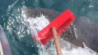 Este pescador se enfrentó a un tiburón ¡con una escoba! (+Video) Este pescador se enfrentó a un tiburón ¡con una escoba! (+Video)