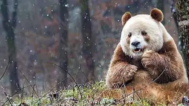 Este es Qizai, el primer panda de color marrón en el mundo (+ Fotos) Este es Qizai, el primer panda de color marrón en el mundo (+ Fotos)