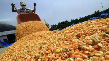Producción de cereales disminuirá este año en Venezuela, según la FAO Producción de cereales disminuirá este año en Venezuela, según la FAO