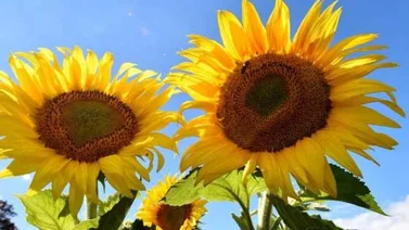 ¿Por qué los girasoles siguen al Sol y de un momento a otro dejan de hacerlo?