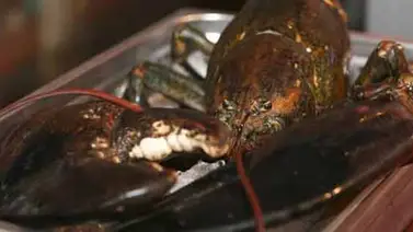 Muere la centenaria langosta Larry, tras salvarse de acabar cocinada Muere la centenaria langosta Larry, tras salvarse de acabar cocinada