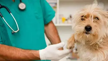 Cada 21 de julio se celebra el Día del Médico Veterinario Cada 21 de julio se celebra el Día del Médico Veterinario