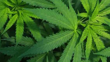 Colombia busca liderar mercado emergente de cannabis medicinal