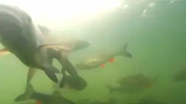 Así son los peces ‘mutantes’ de Chernóbil (+Video) Así son los peces ‘mutantes’ de Chernóbil (+Video)