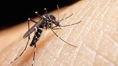 Cuba suma el vigésimo segundo caso importado de zika Cuba suma el vigésimo segundo caso importado de zika