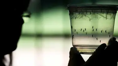 Aumentan los abortos en Latinoamérica por la alerta de virus del Zika Aumentan los abortos en Latinoamérica por la alerta de virus del Zika