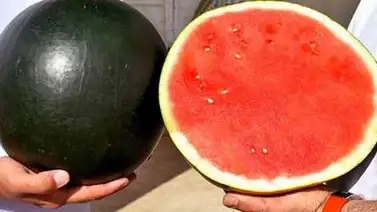Venden por 4.120 euros la primera sandía negra de la temporada en Japón Venden por 4.120 euros la primera sandía negra de la temporada en Japón