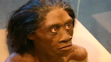 Descubren restos de supuestos antepasados del "hobbit" de Flores Descubren restos de supuestos antepasados del "hobbit" de Flores