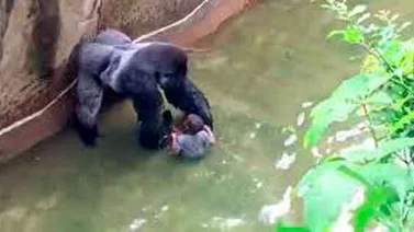 Zoológico reabre sección donde niño cayó en jaula de gorila