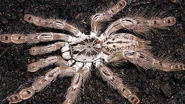 Veneno de tarántula permite ver la activación del dolor en el sistema nervioso