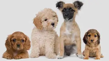 Domesticación del perro se produjo dos veces en partes distintas de Eurasia Domesticación del perro se produjo dos veces en partes distintas de Eurasia