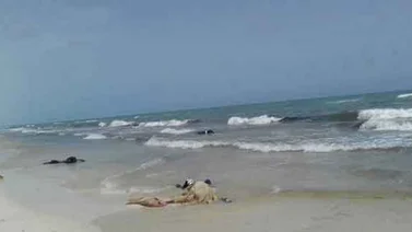 Aparecieron los cuerpos de 85 migrantes muertos en playas de Libia