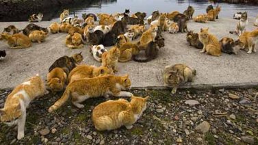 Existe una isla de gatos
