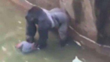 Mataron a un gorila de zoológico para rescatar a niño (+Video)