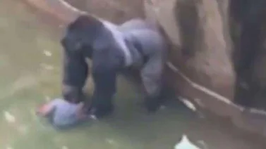Mataron a un gorila de zoológico para rescatar a niño (+Video)