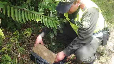 Honduras se ha incautado de 363 kilos de cocaína y 5.796 de marihuana en 2016 Honduras se ha incautado de 363 kilos de cocaína y 5.796 de marihuana en 2016