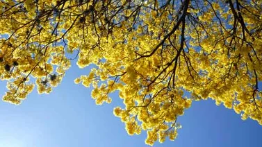 Tal día como hoy declararon el Araguaney como Árbol nacional