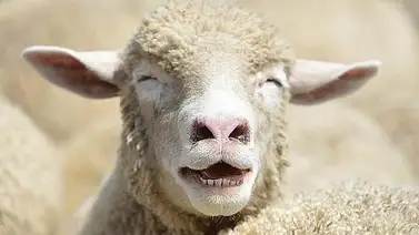 Ovejas drogadas causan estragos en Gales Ovejas drogadas causan estragos en Gales