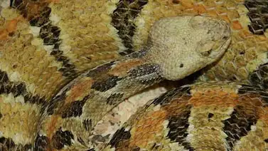 Poblarán una isla desierta con serpientes venenosas Poblarán una isla desierta con serpientes venenosas