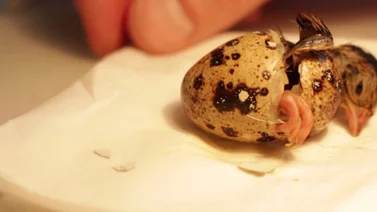 Compró huevos de codorniz y nació un ave en su casa