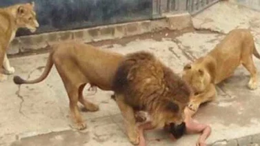 Matan a dos leones en zoo de Chile para evitar suicidio de un joven