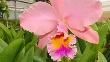 65 años de la Orquídea como nuestra Flor Nacional 65 años de la Orquídea como nuestra Flor Nacional