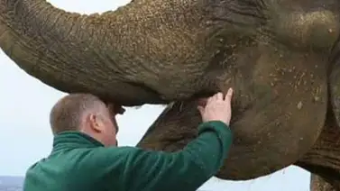 El impresionante operativo para extraerle una muela podrida a un elefante (Video) El impresionante operativo para extraerle una muela podrida a un elefante (Video)