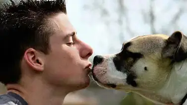 El corazón de los perros late al ritmo del de sus amos El corazón de los perros late al ritmo del de sus amos