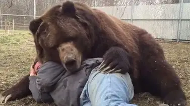 Oso abraza tiernamente a su cuidador antes de intentar comérselo Oso abraza tiernamente a su cuidador antes de intentar comérselo